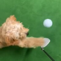 golf juggling