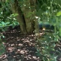 golf chipping in the park