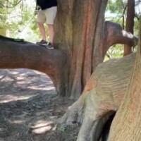 tree chipping golf
