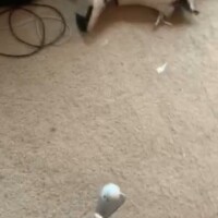 golf juggle golf club